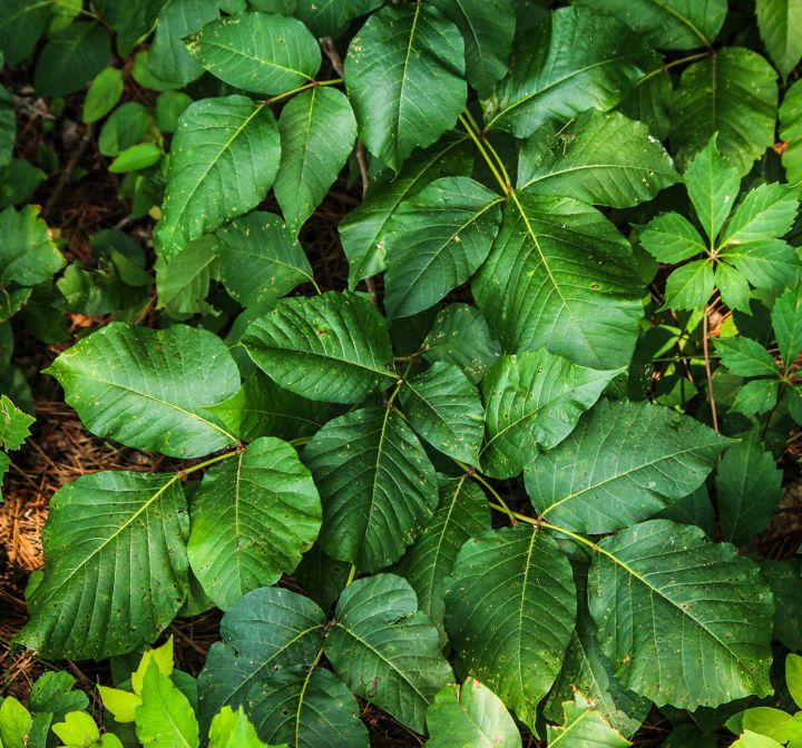What's the difference between poison ivy and poison oak?