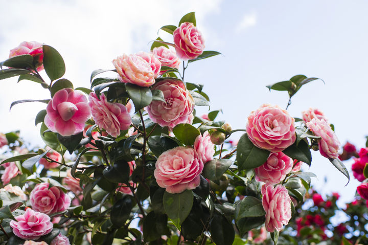 Seasonal allergies: Are you getting the right treatment?